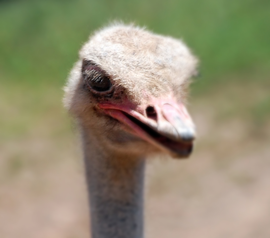  Ostrich  -. 